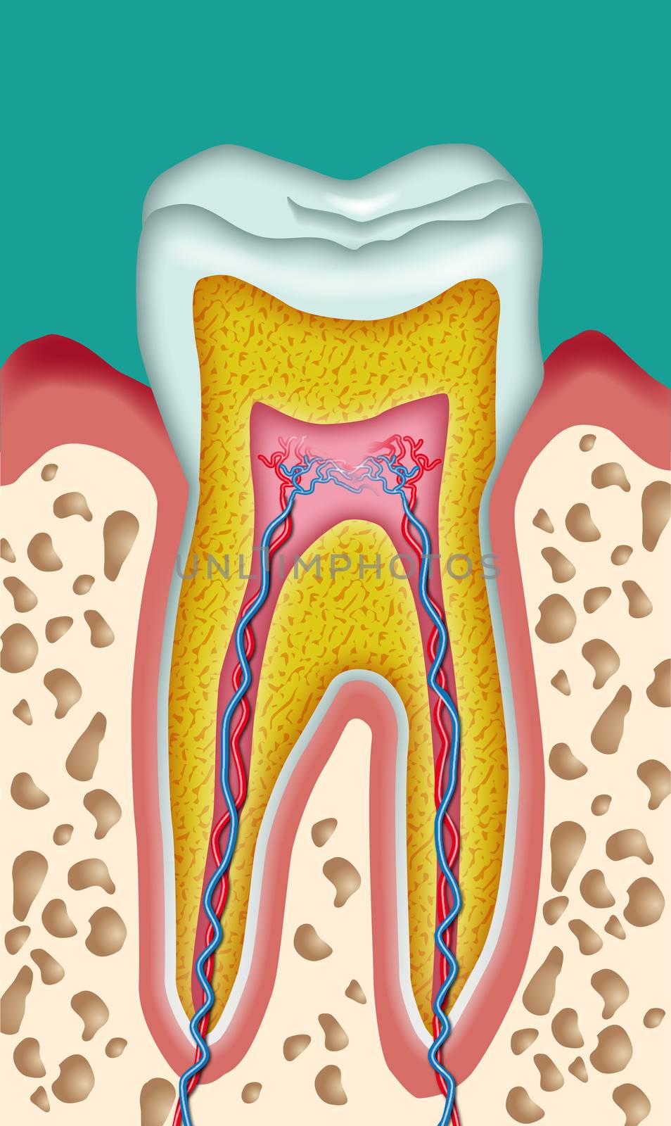 Section of a tooth schematic drawing cutout