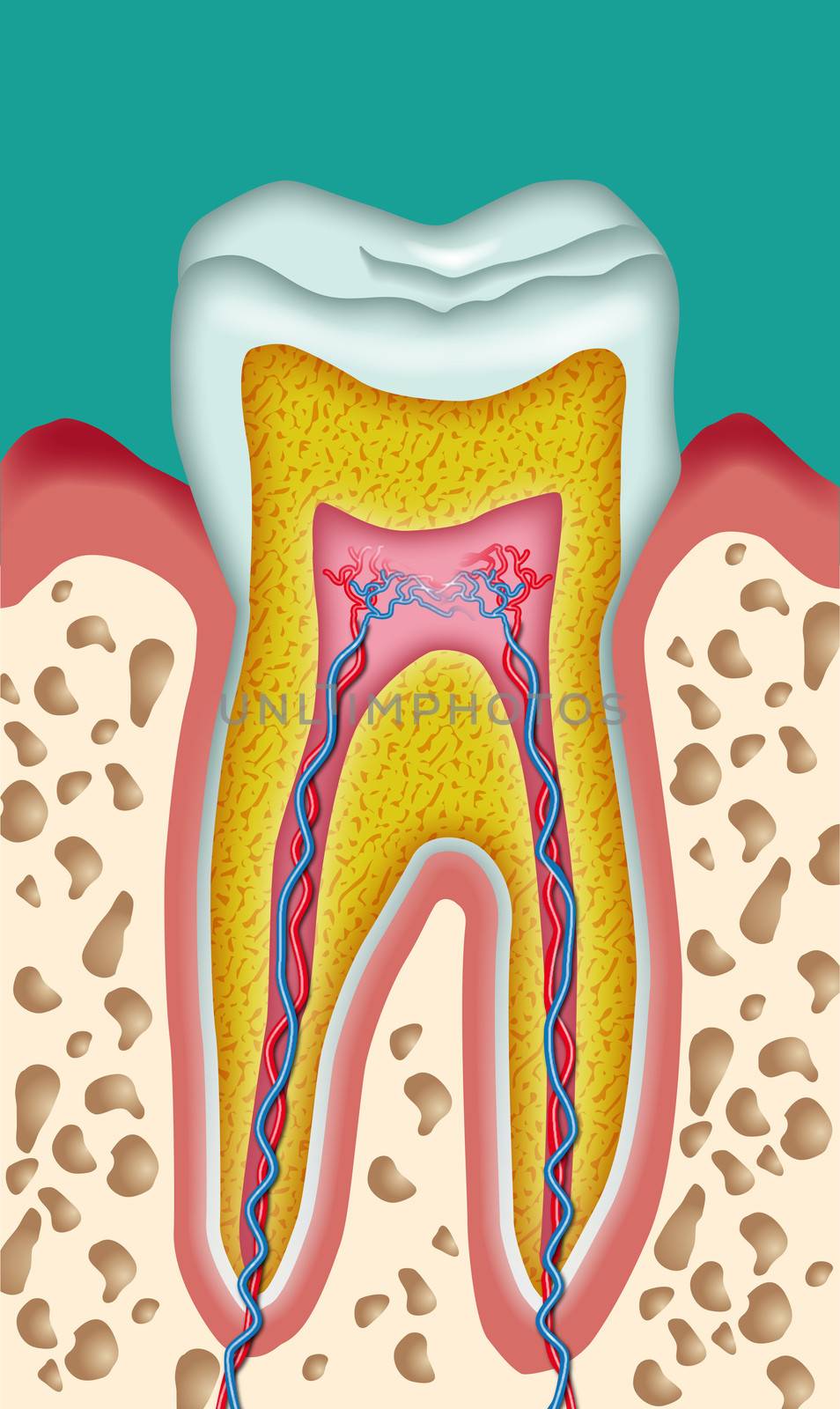 Tooth by alexonline