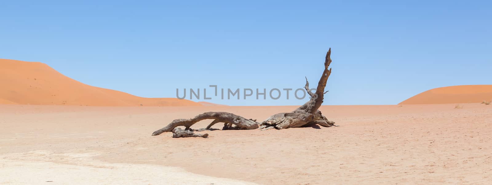 Dead acacia trees and red dunes of Namib desert, Deadvlei (Sossusvlei), Namibia