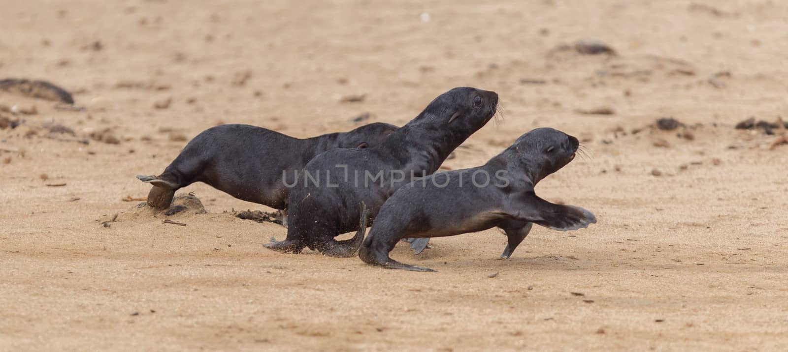 Running cape fur seals (Arctocephalus pusillus) by michaklootwijk