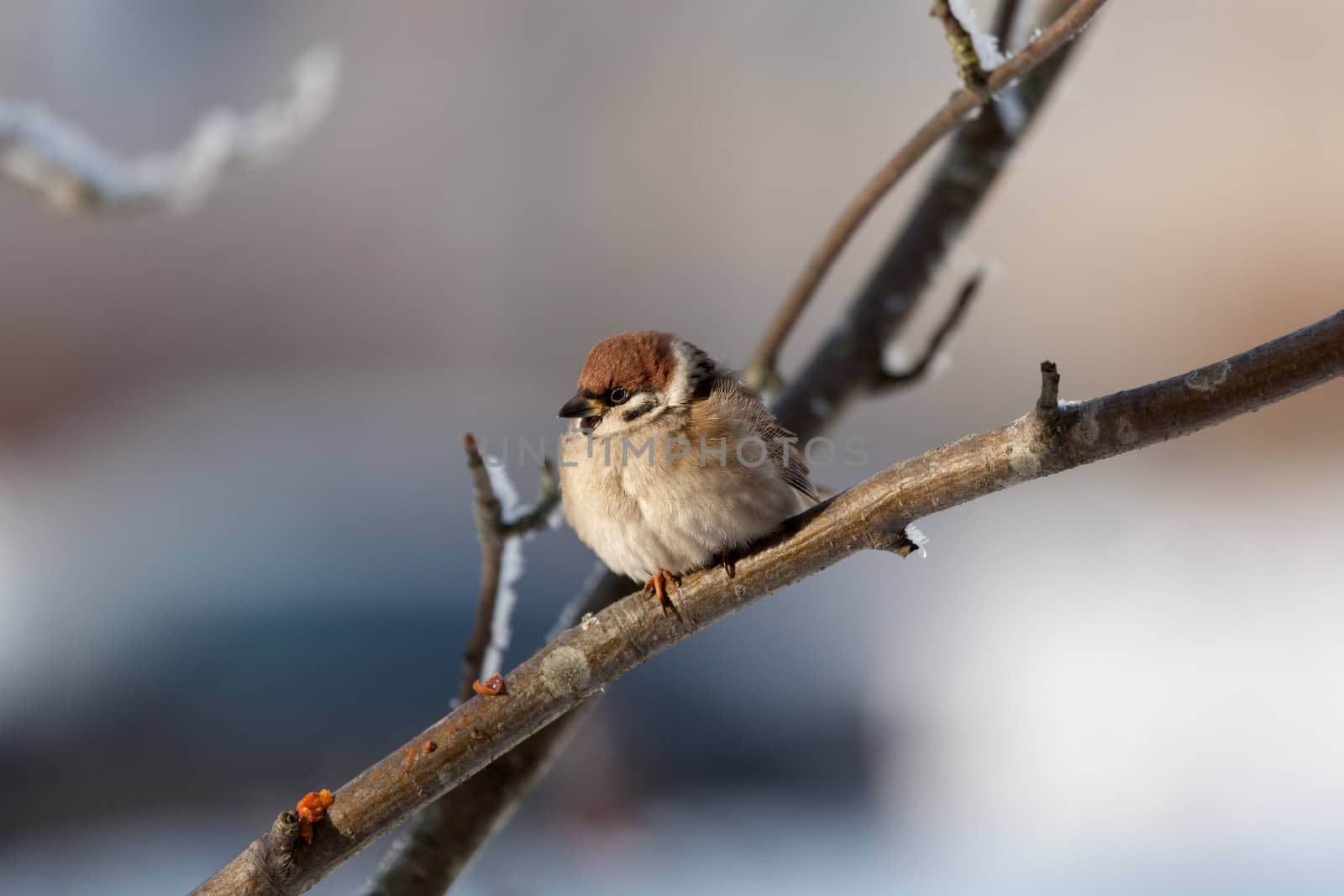 The bird sparrow sits on a mountain ash branch in winter day