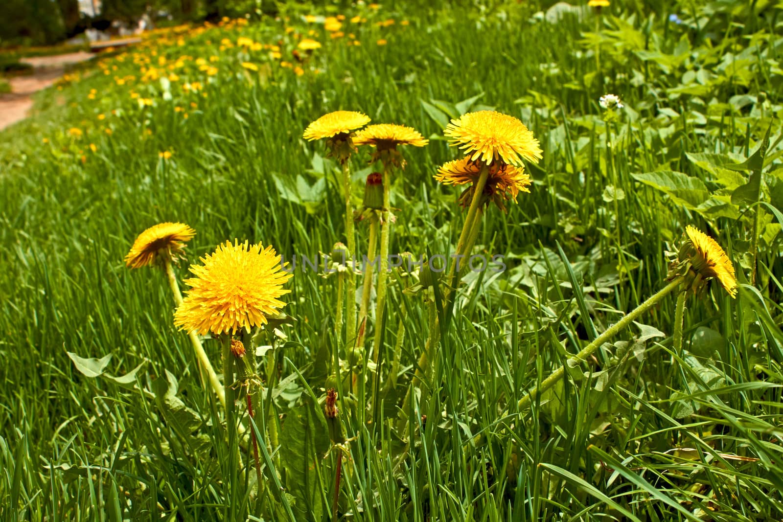 Flowering dandelions plants by qiiip