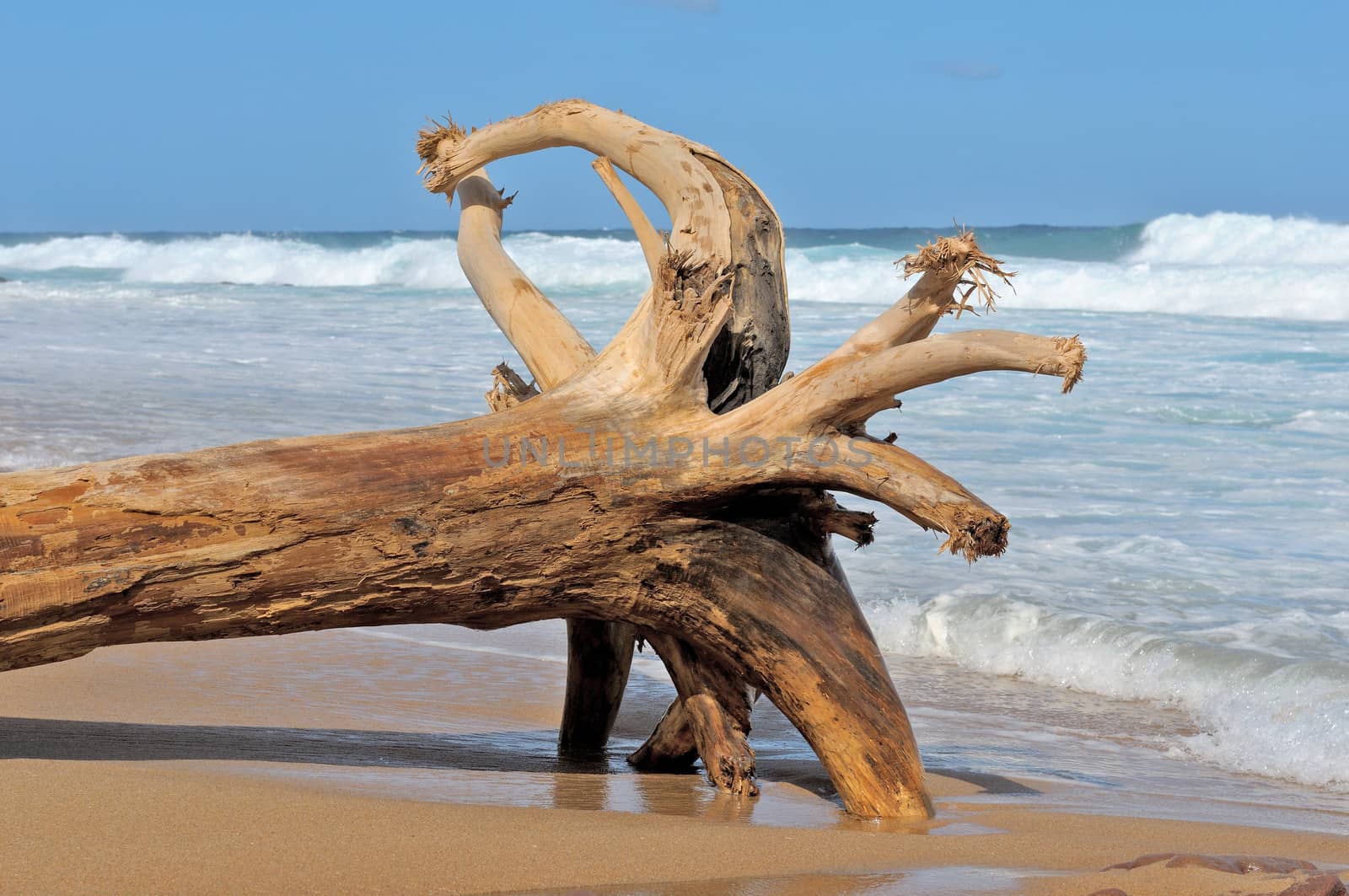 Huge tree stump with roots on the beach