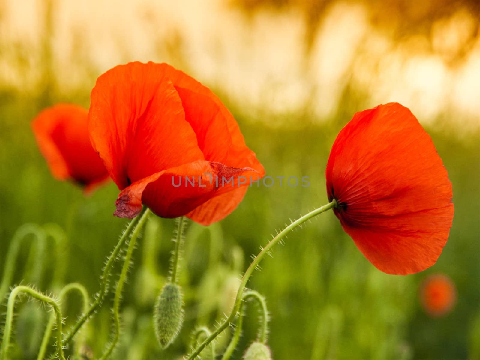 Red poppy on a green field