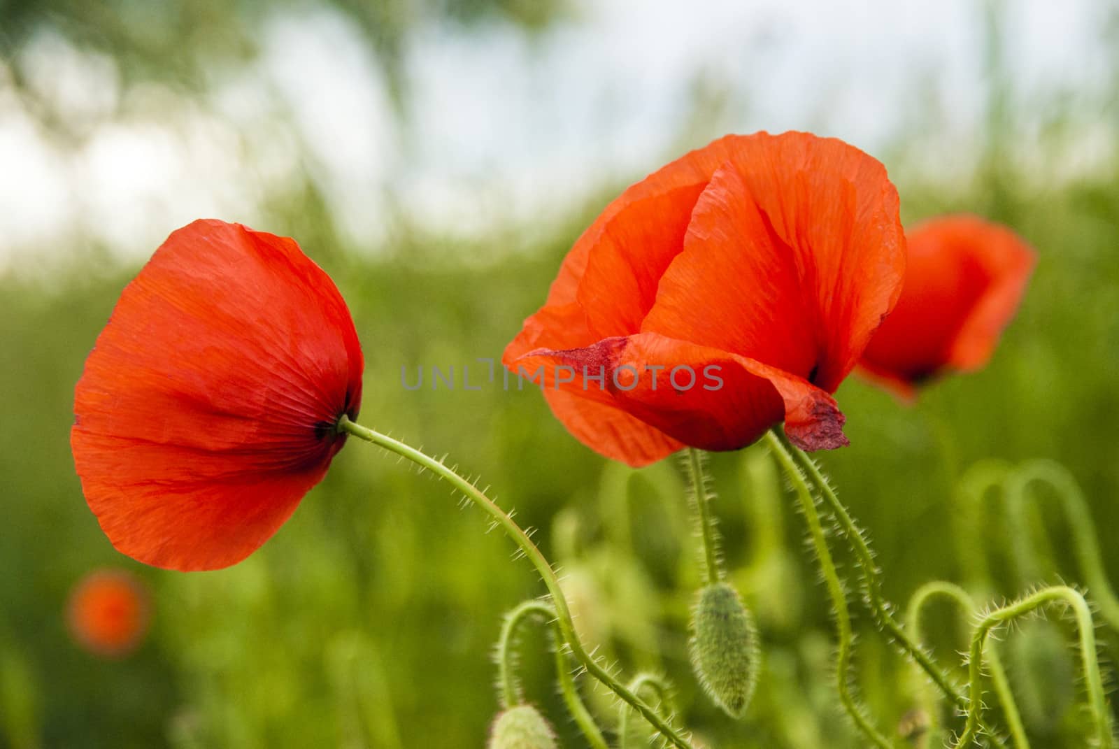 Red poppy on a green field