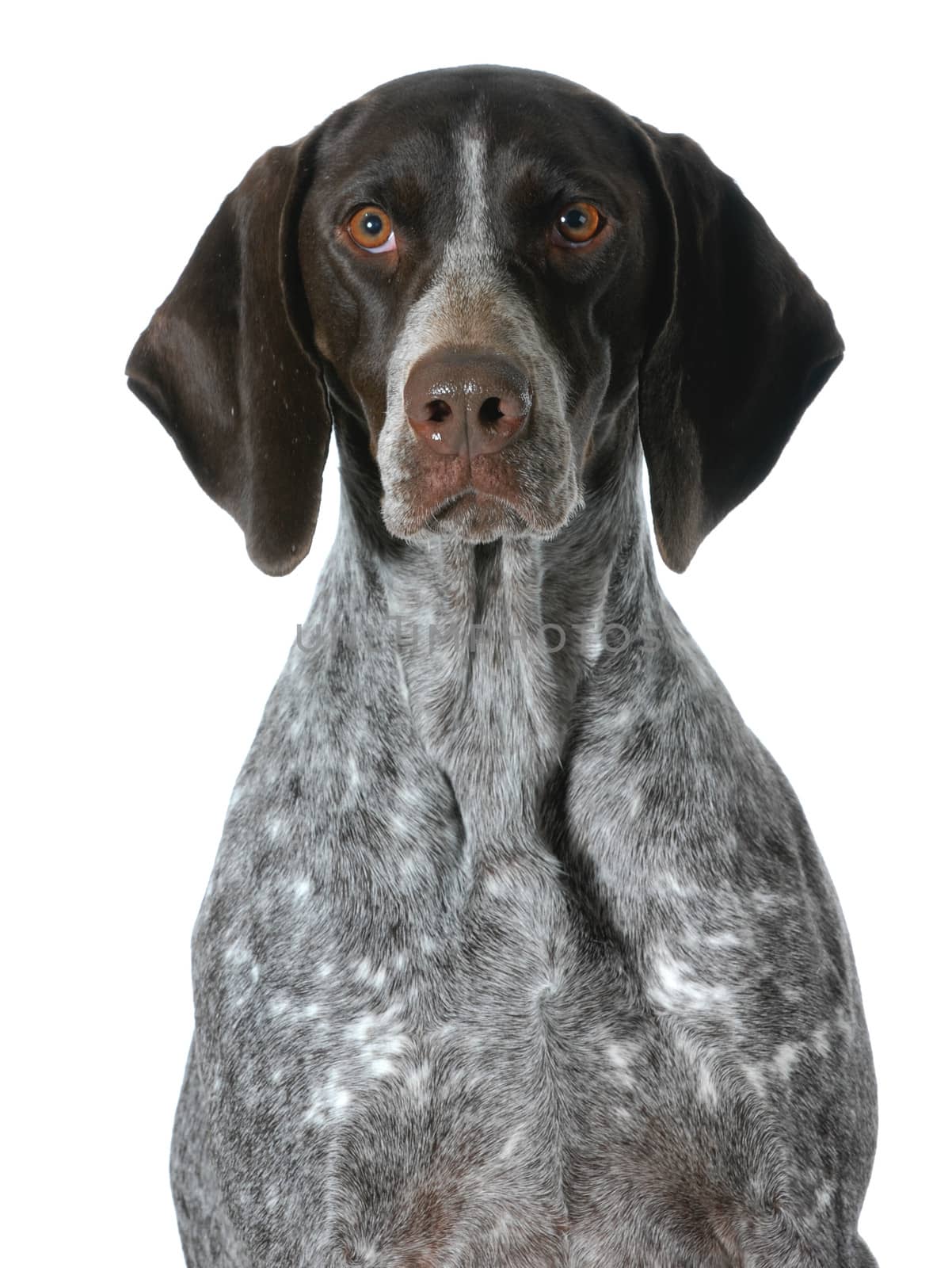 german shorthaired pointer portrait isolated on white background 