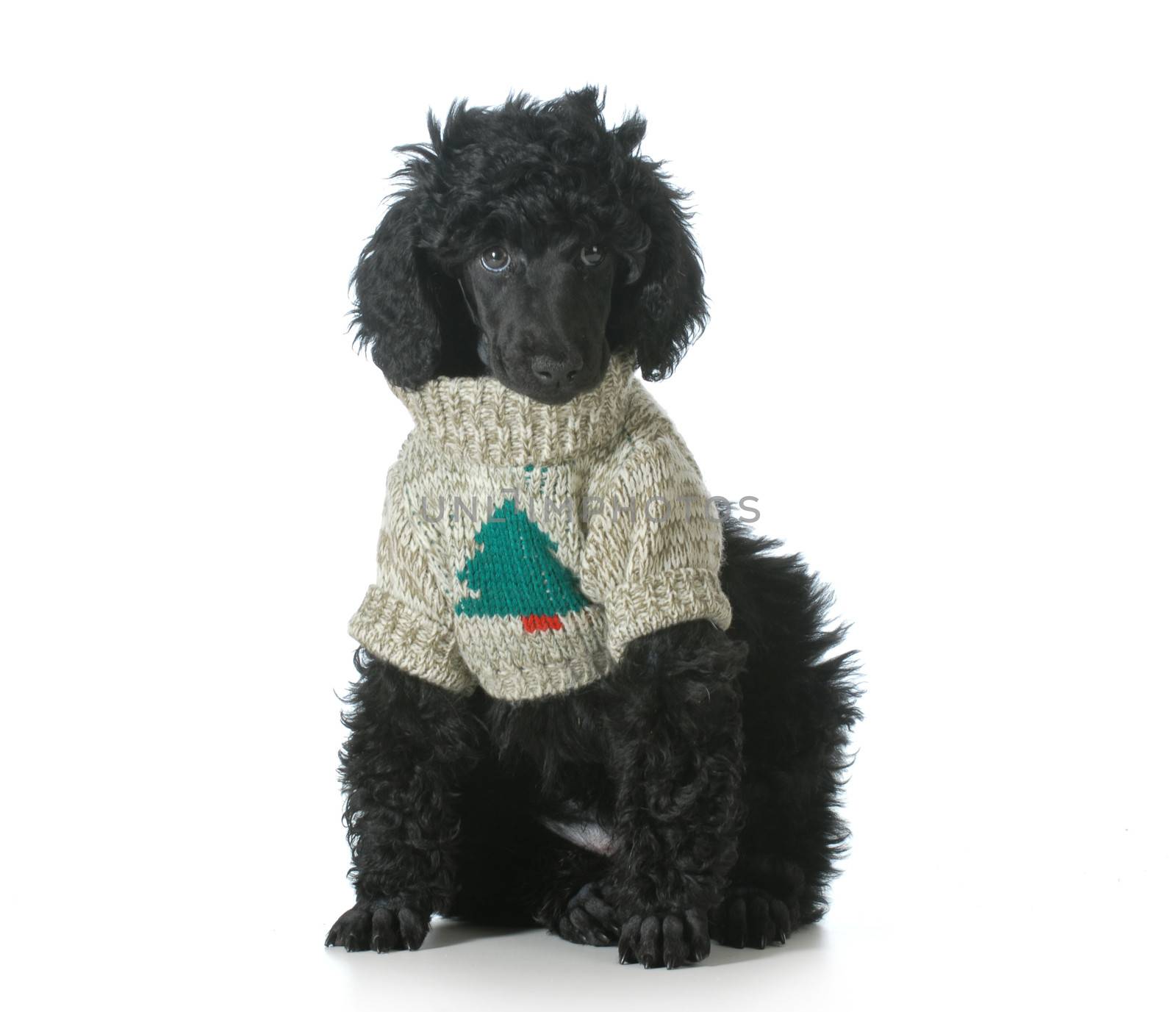 christmas puppy - standard poodle puppy wearing silly christmas sweater isolated on white background - 8 weeks old