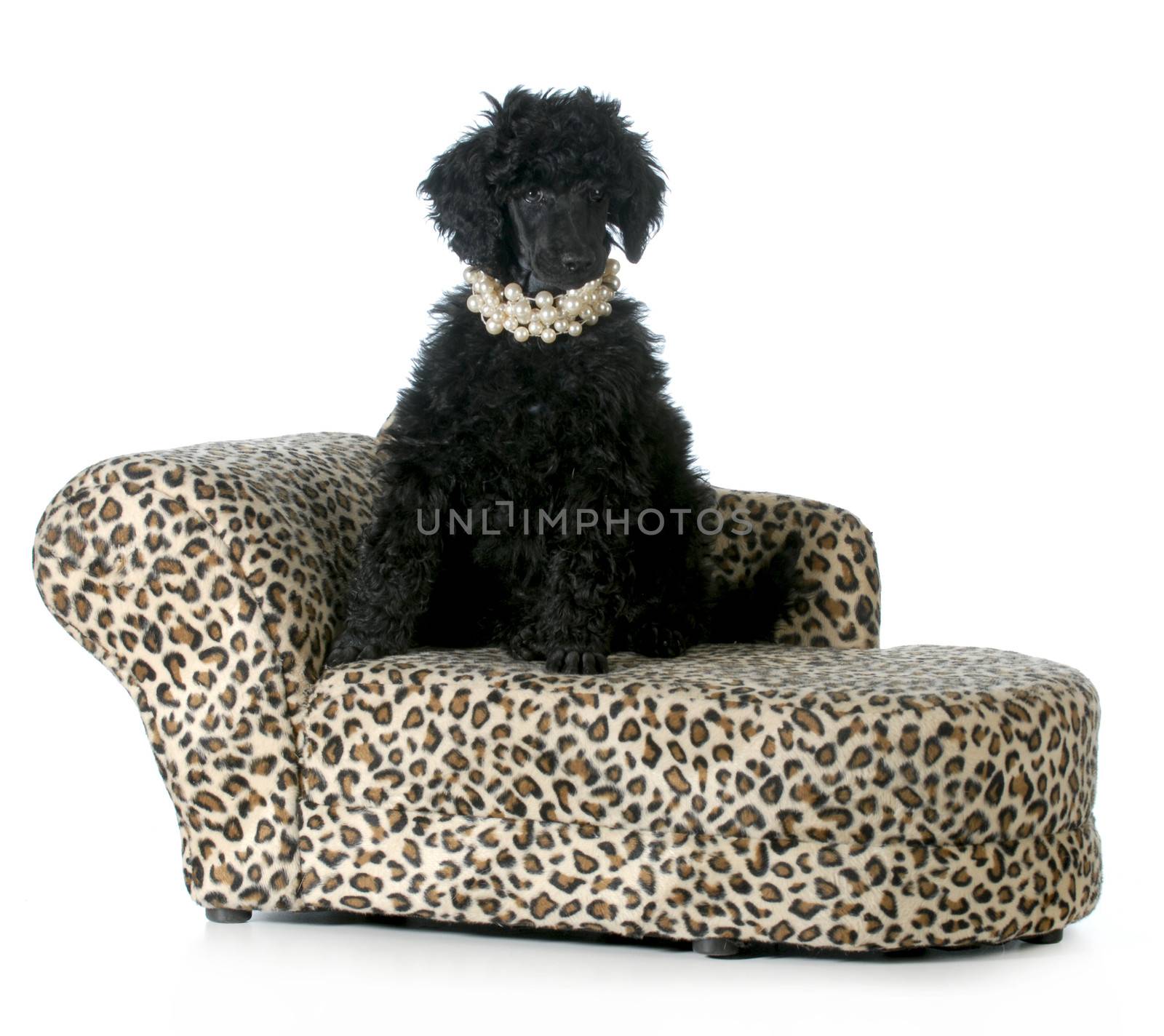 female poodle puppy sitting on a dog couch isolated on white background - 8 weeks old