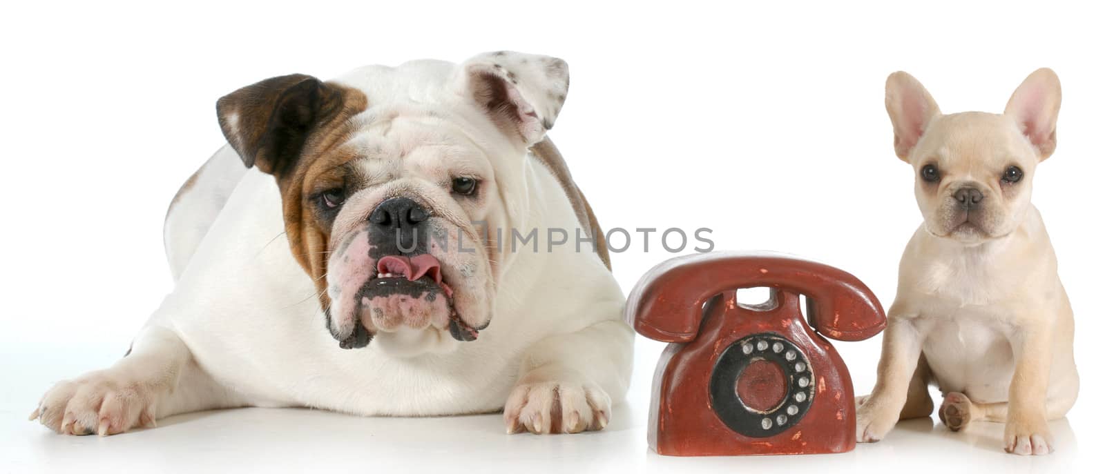 dog communication - english and french bulldog with telephone between them isolated on white background