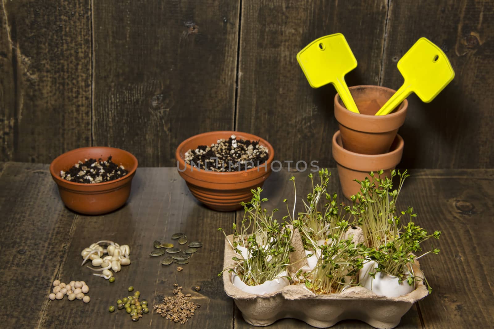 Terracotta pots, with tags and soil. A selection of seeds og pea, bean, pumkin and beet lying on a table.  Cress sprouts in an egg container