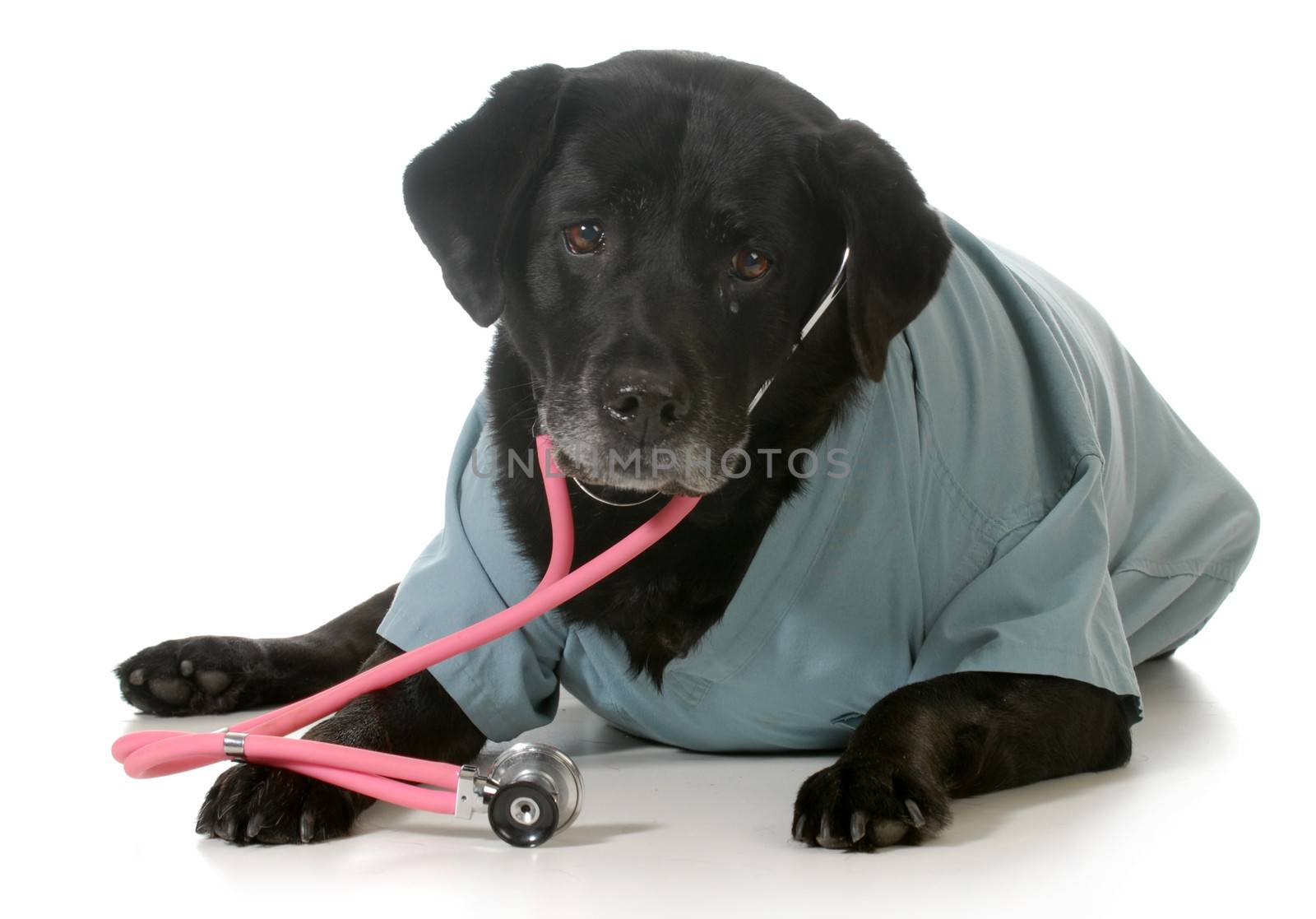 senior dog dressed up like a veterinarian isolated on white background - black labrador retriever