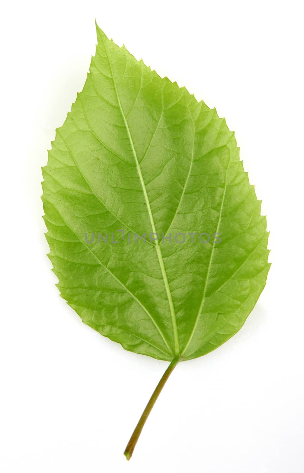 leaf on a white background