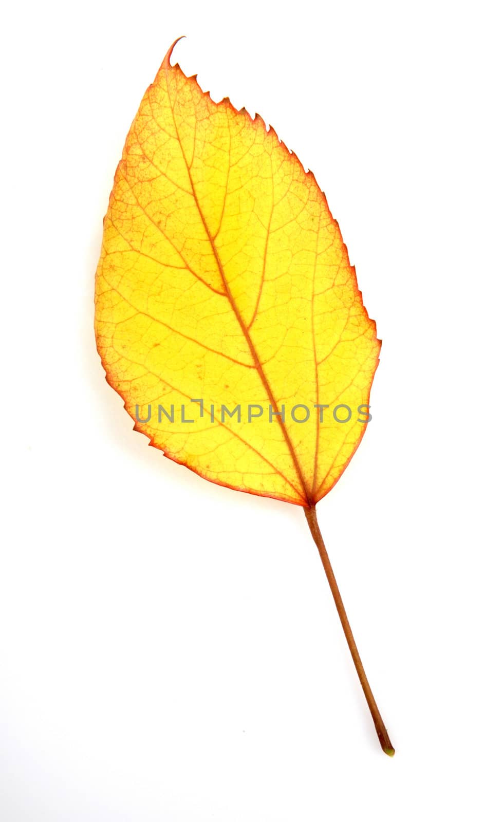 leaf on a white background