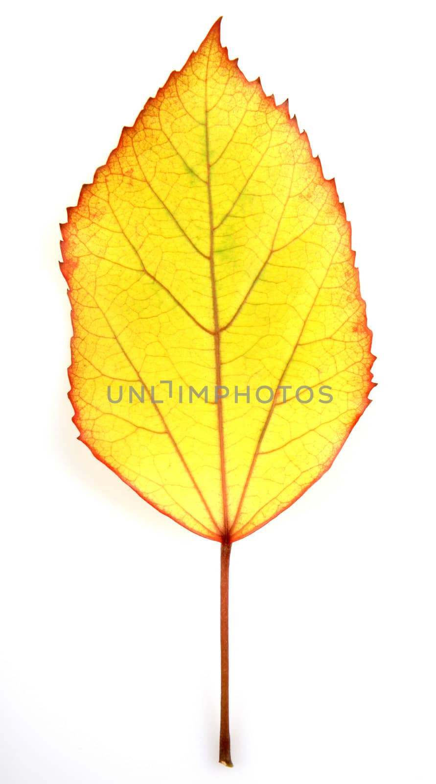 leaf on a white background by nenov