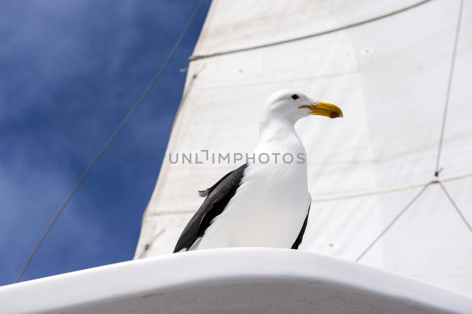 A seagull on the yatch in Walvis Bay of Namibia.