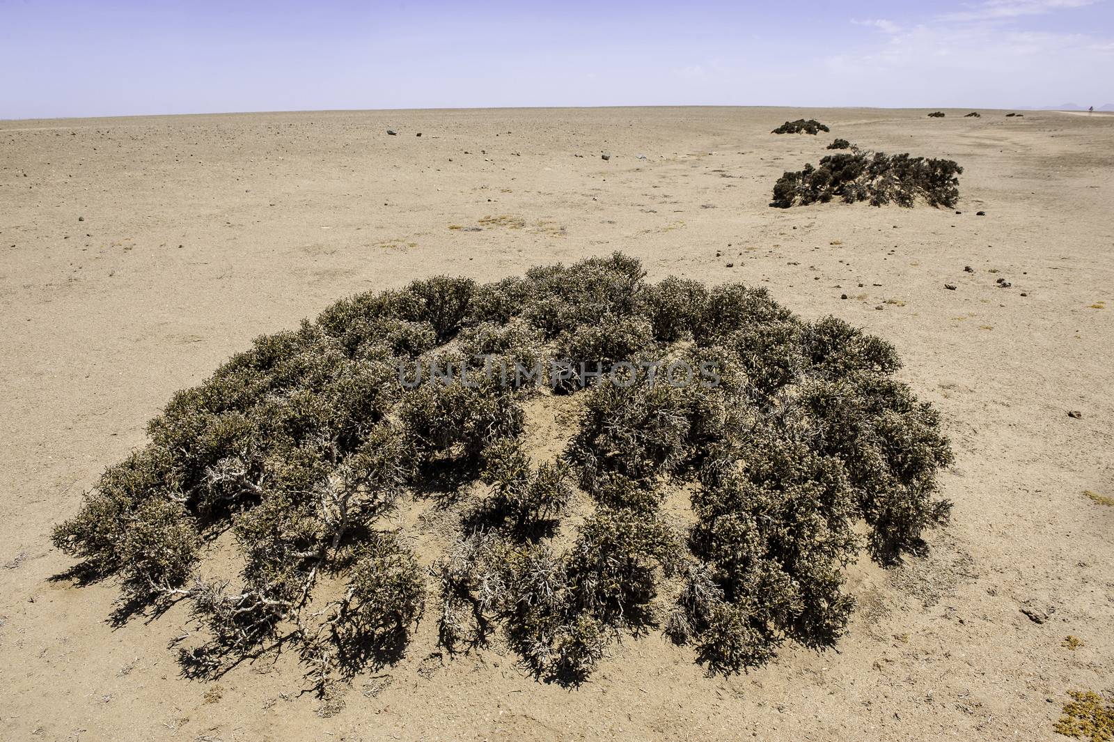 The Lichens in Namib Desert where the average annual precipitation is less then 20mm.