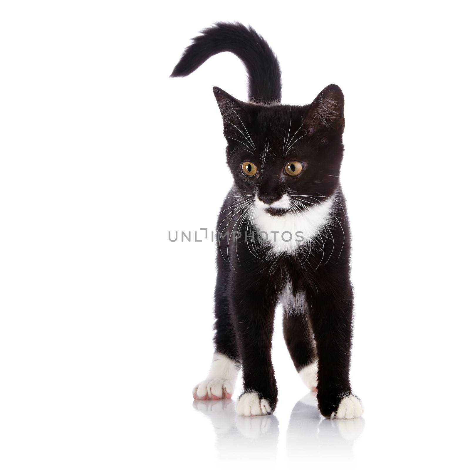 Black and white kitten. Curious kitten. Kitten on a white background. Small predator.