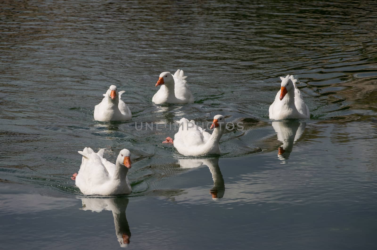 Gooses while swimming in a small lake of Crete