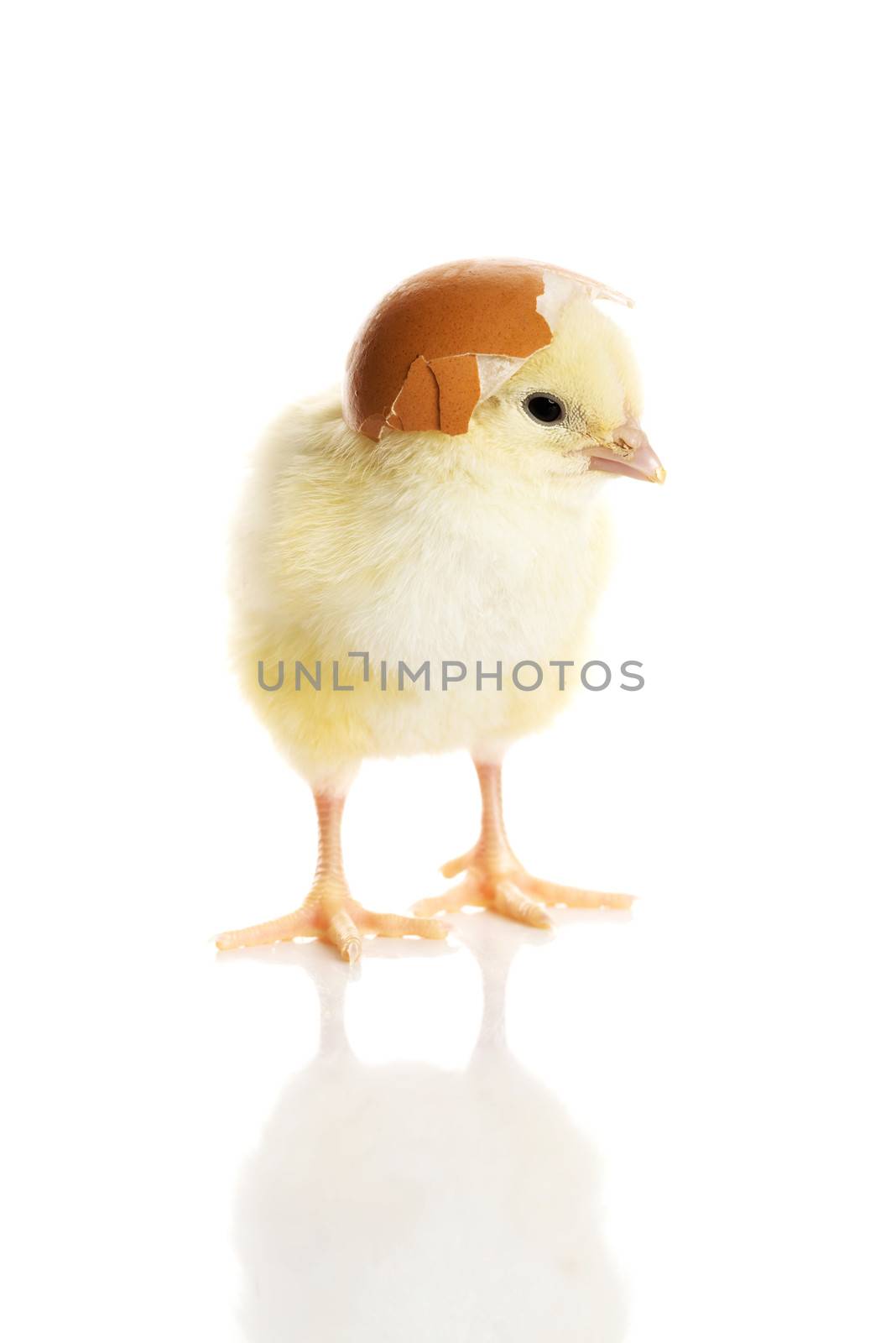 One small yellow separated chicken. by BDS