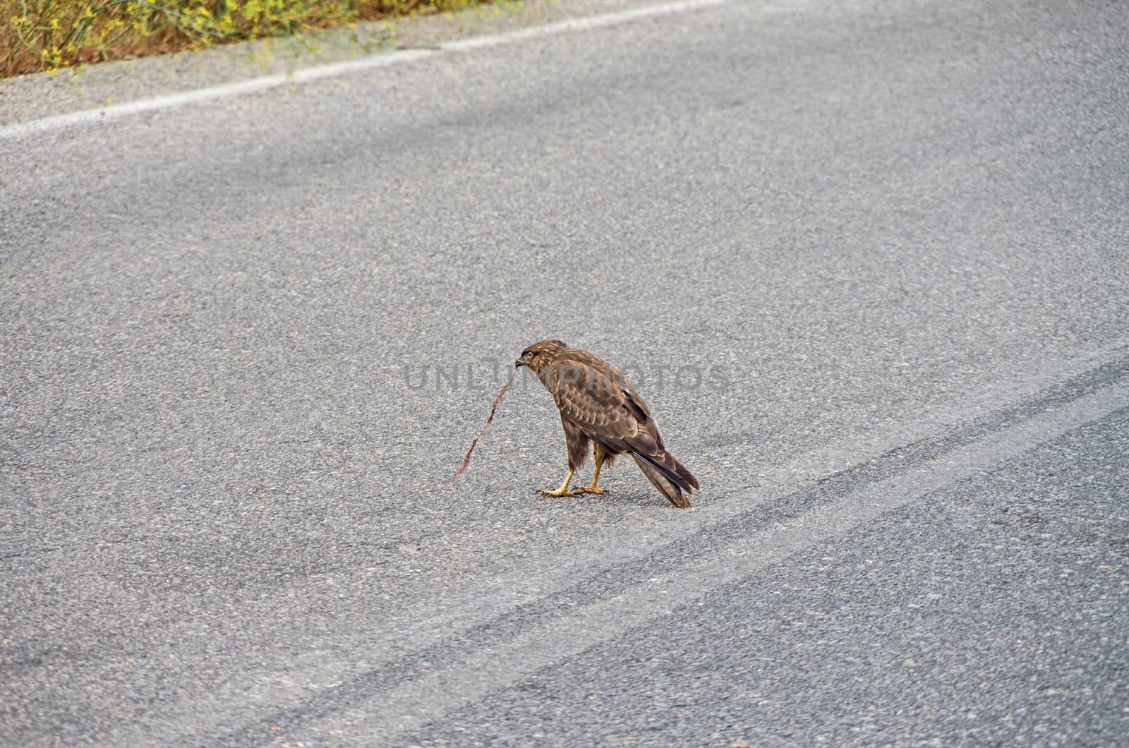 Goshhawk while eating in the middle of e cretan road