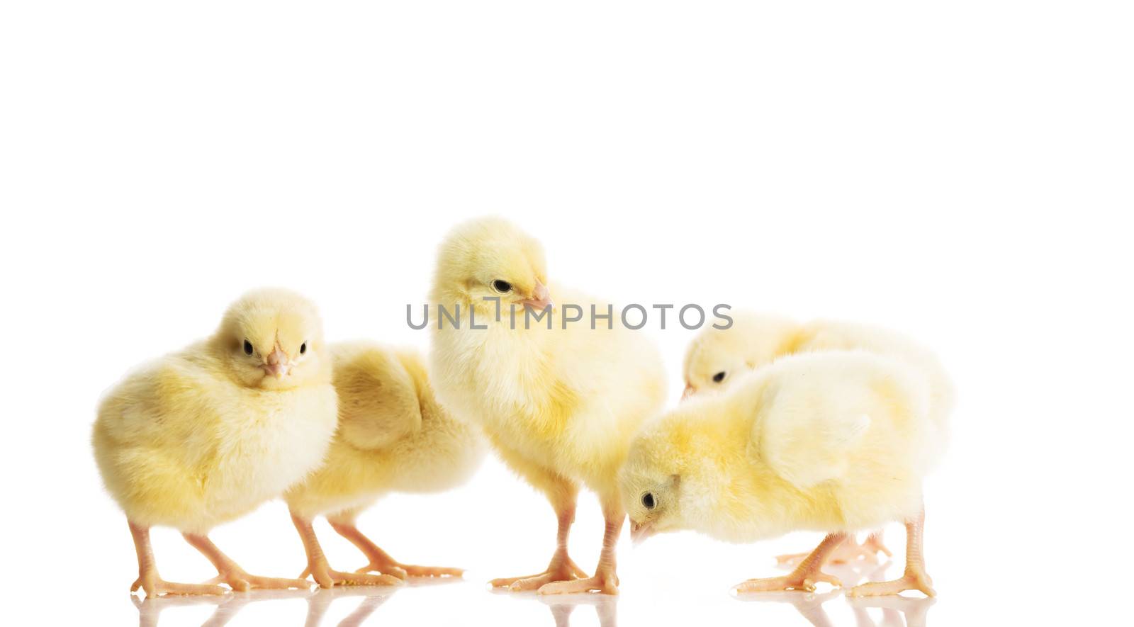 Group of small chicken. Isolated on white.