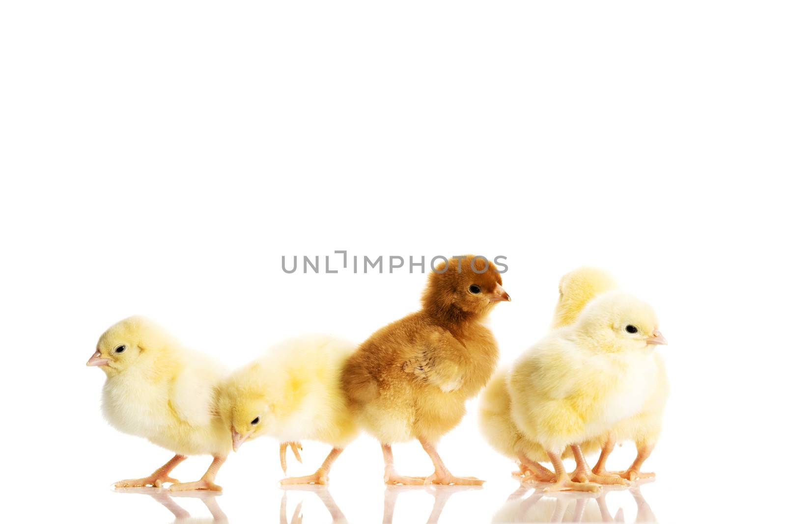 Group of small chicken. by BDS