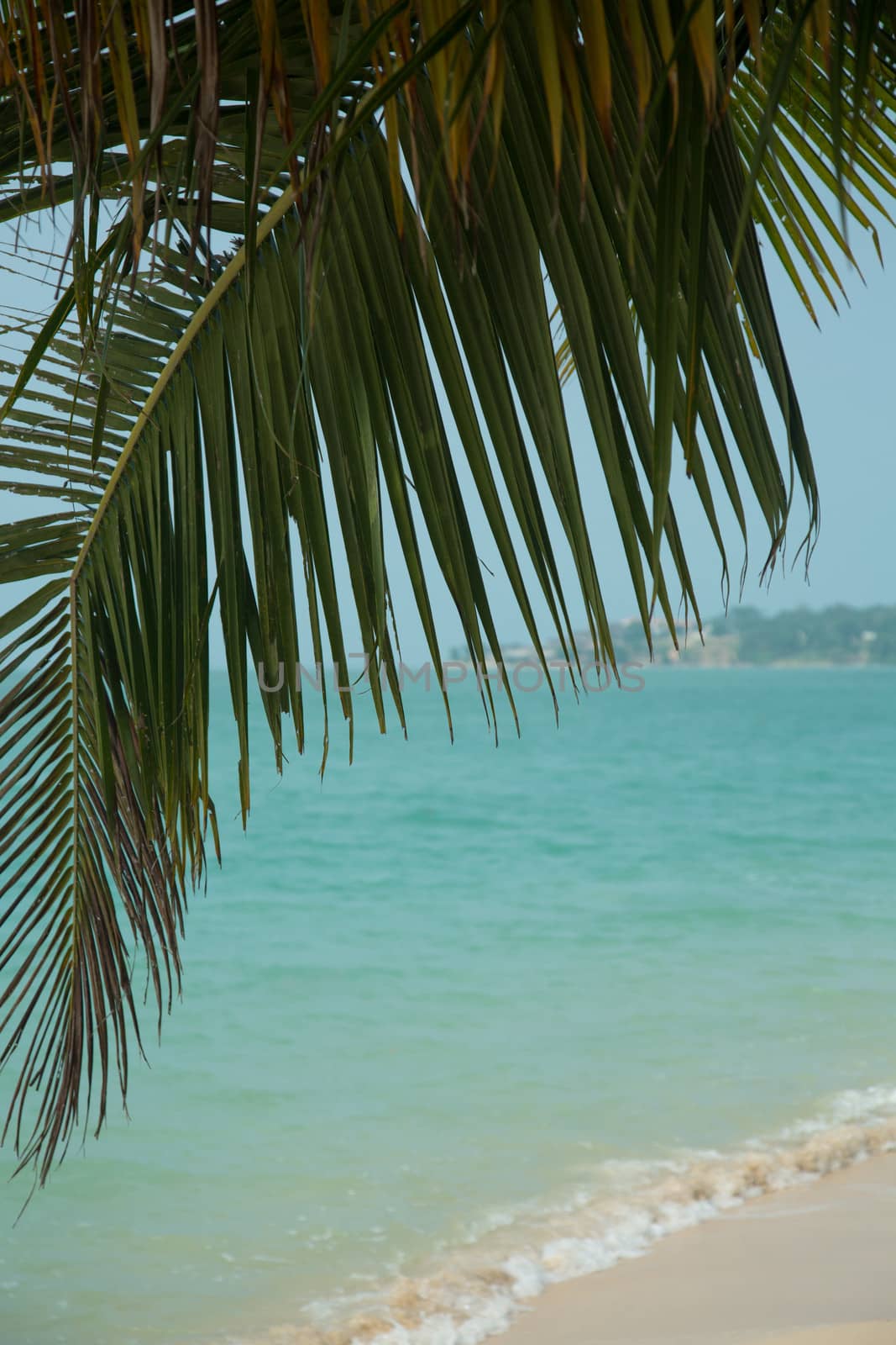 Beautiful tropical beach with white sand and palm trees 