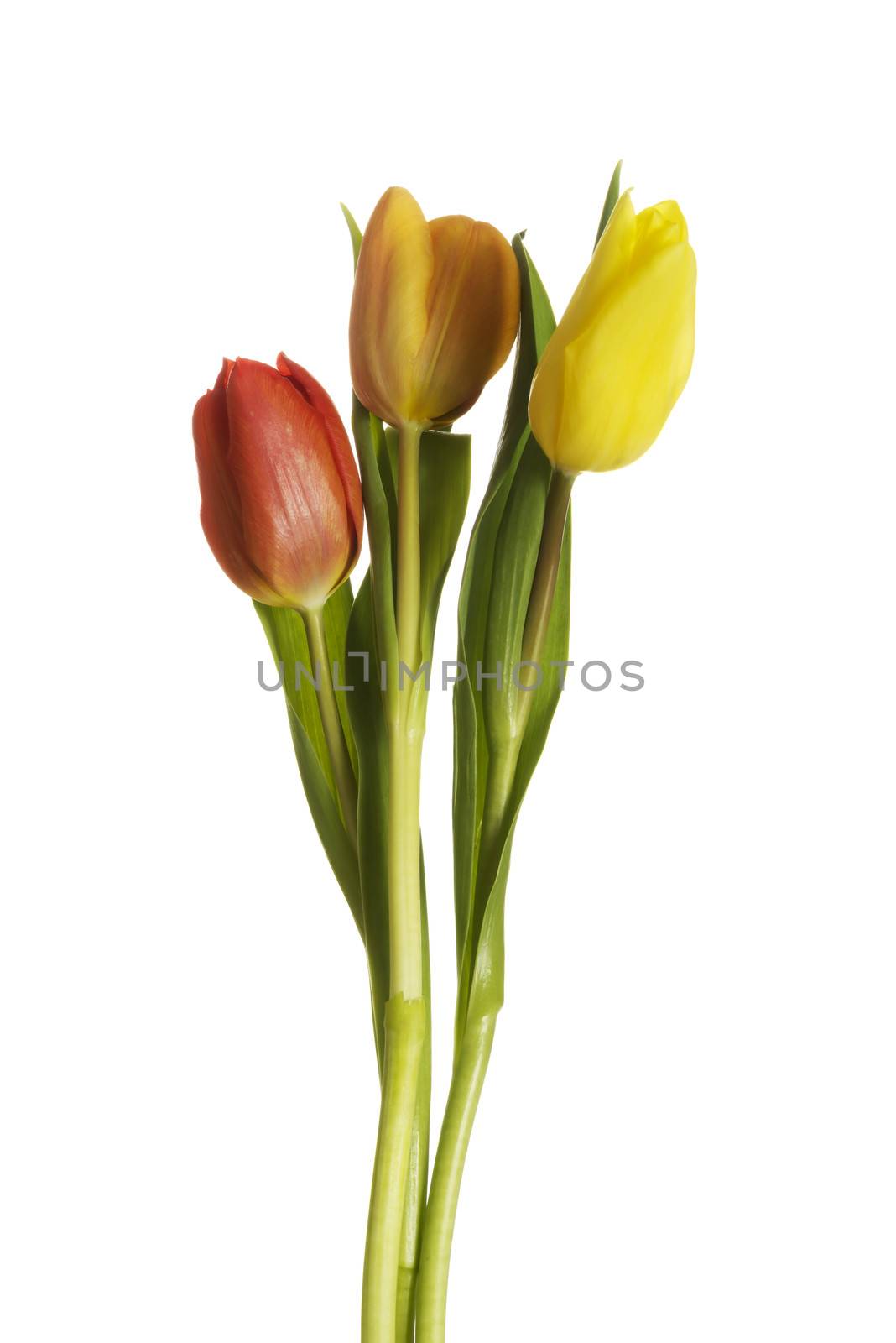 Fresh tulips flowers. by BDS