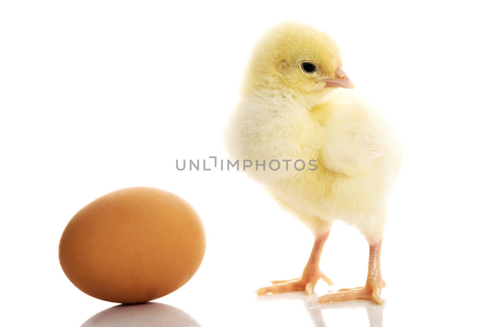 One small yellow separated chicken and egg. Isolated on white.
