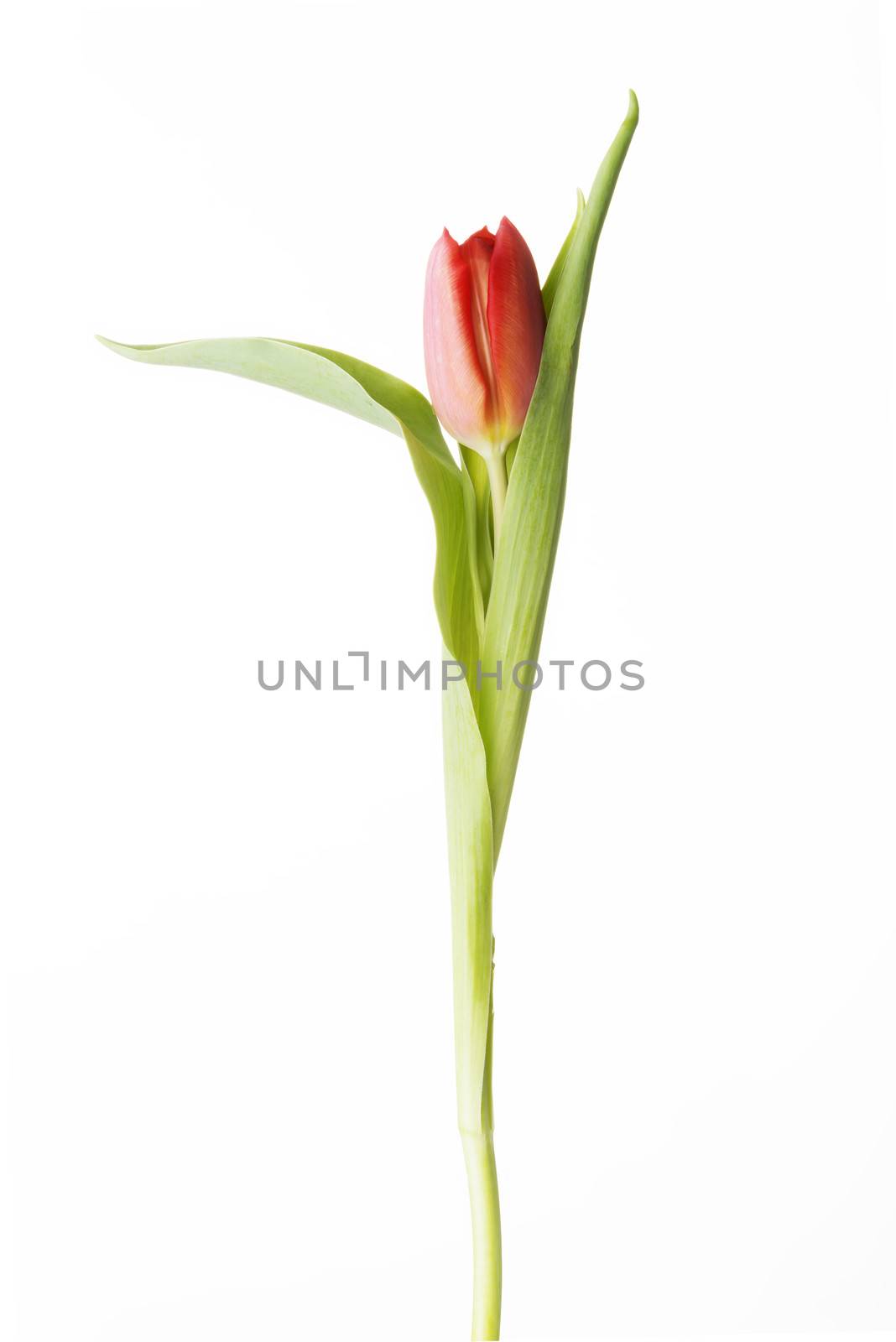 One separated fresh tulip flower. by BDS