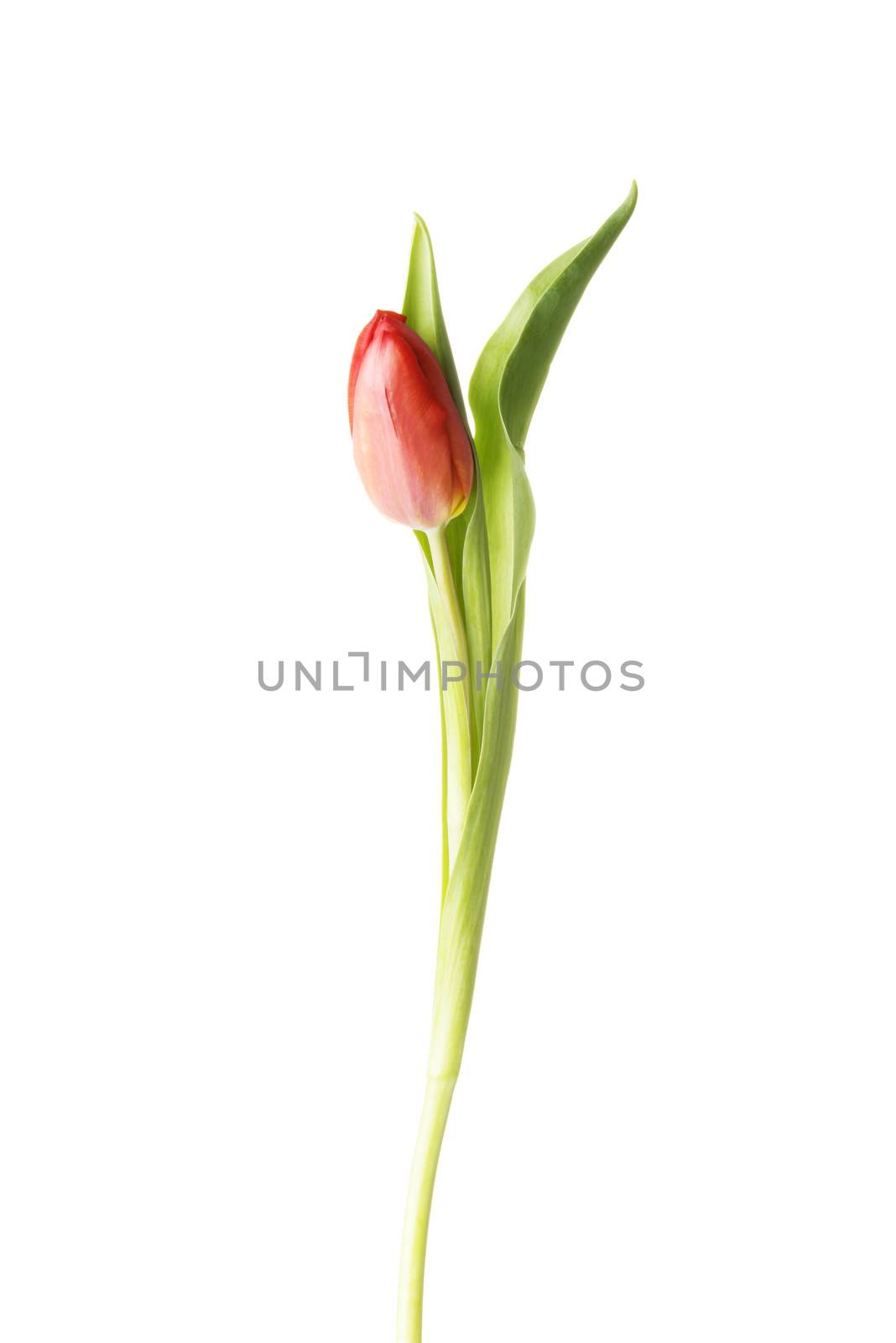 One separated fresh tulip flower. Isolated on white.