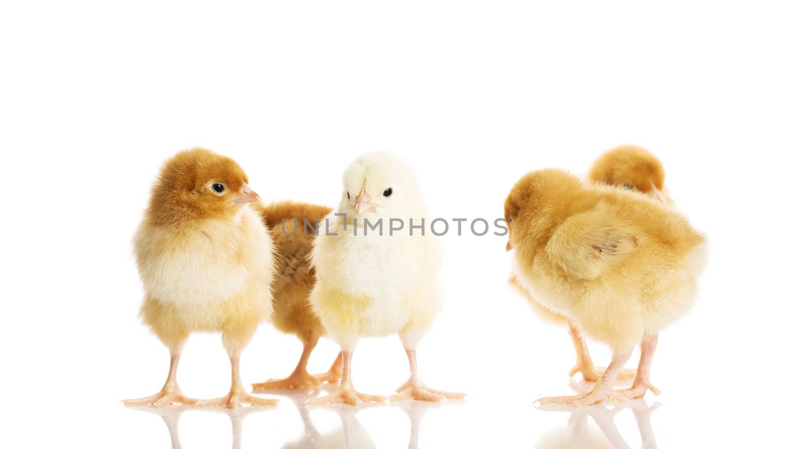 Group of small chicken. Isolated on white.