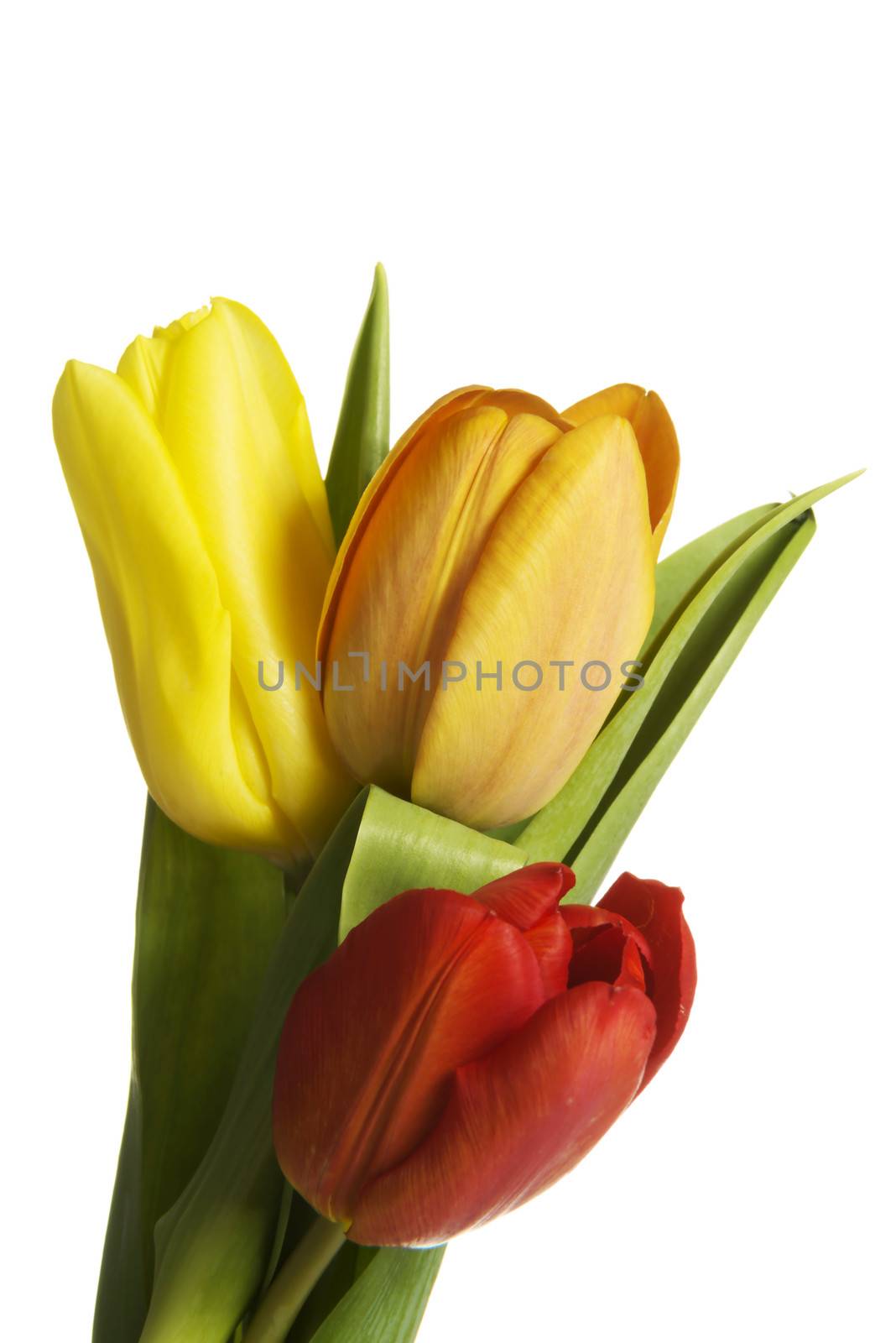 Fresh tulips flowers. by BDS