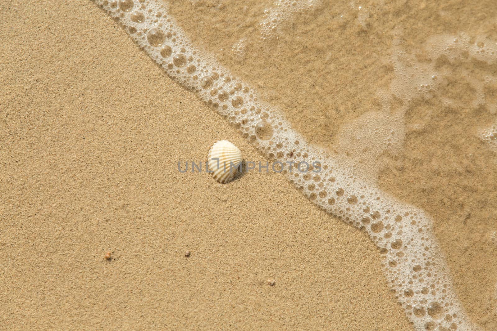 White sea shell and wave on sandy beach with copyspace 