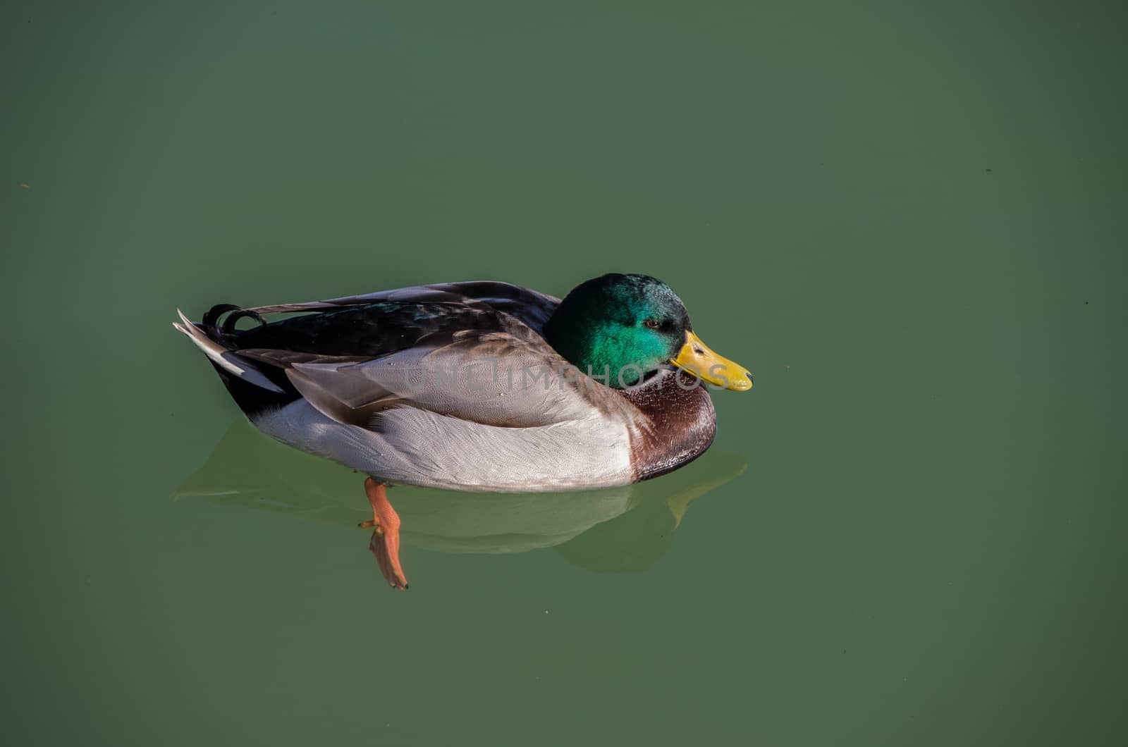 Funny duck swimming on a lake surface