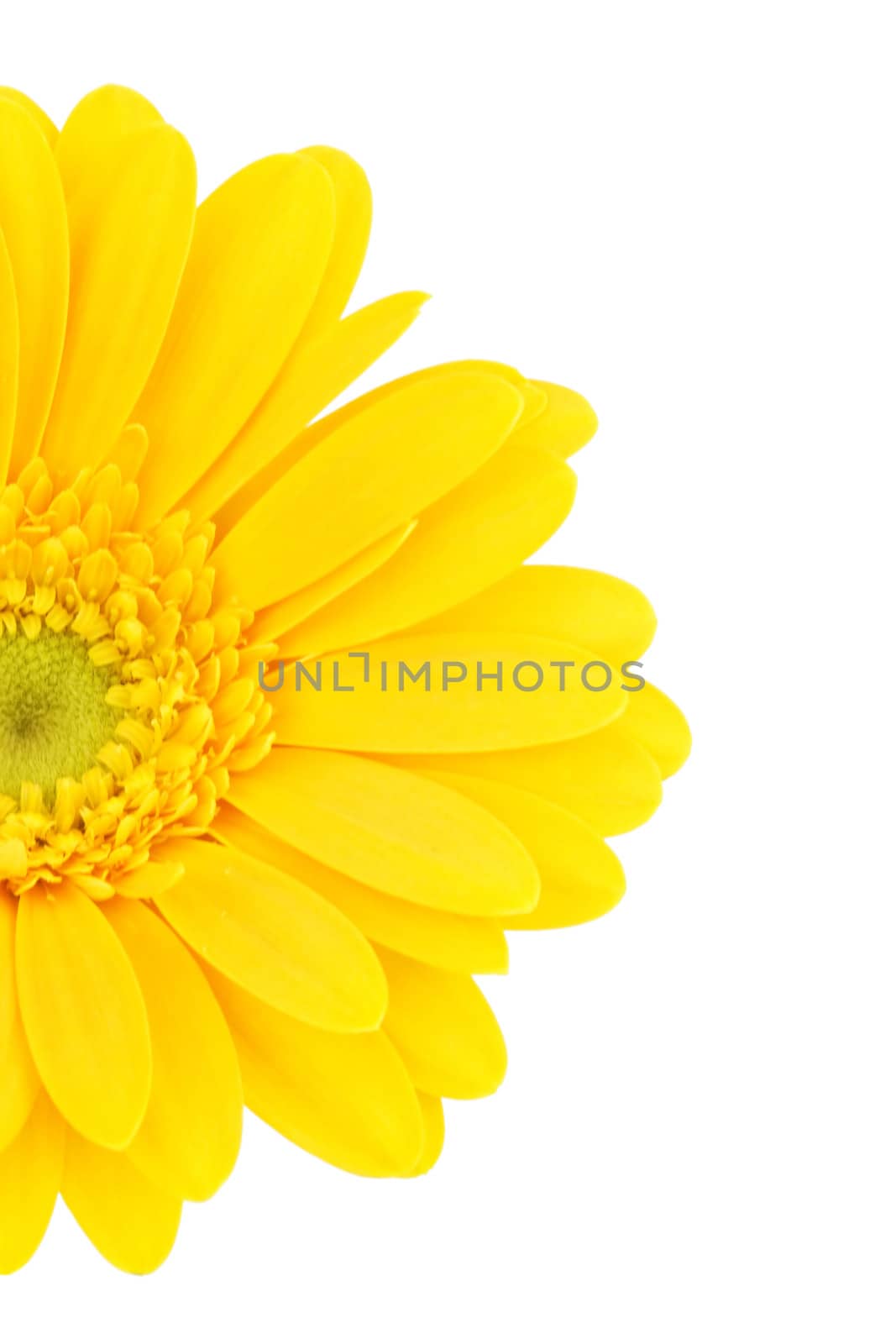 yellow gerbera daisy