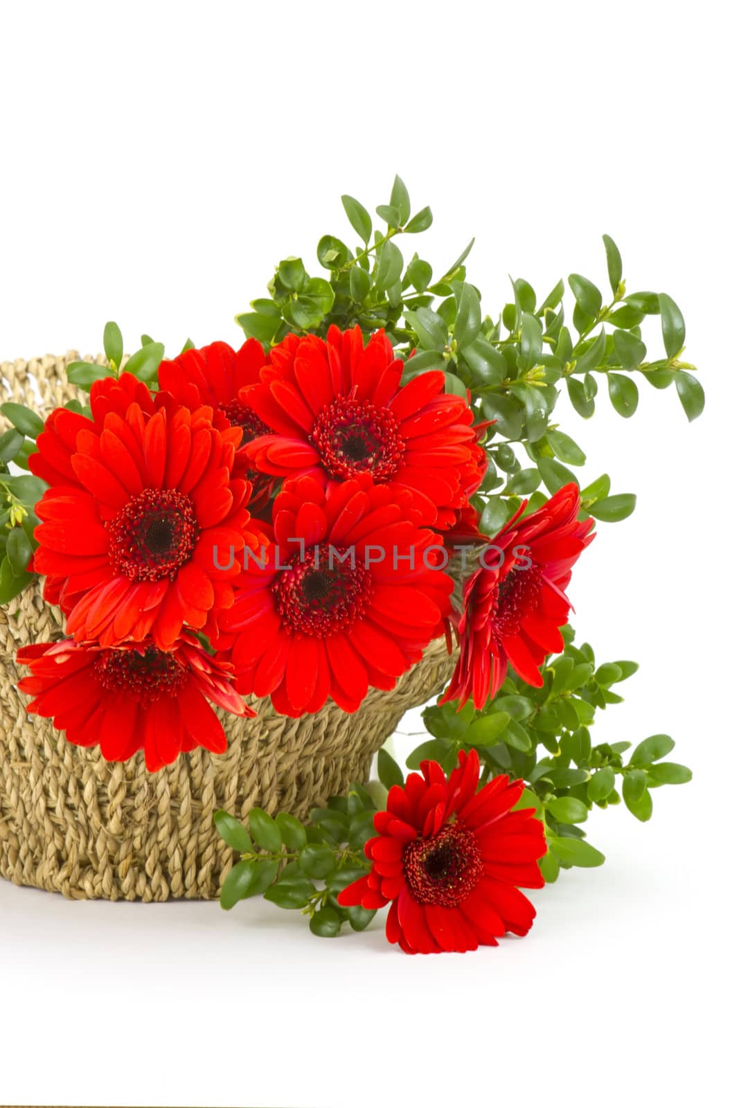 gerbera flowers in a basket by miradrozdowski