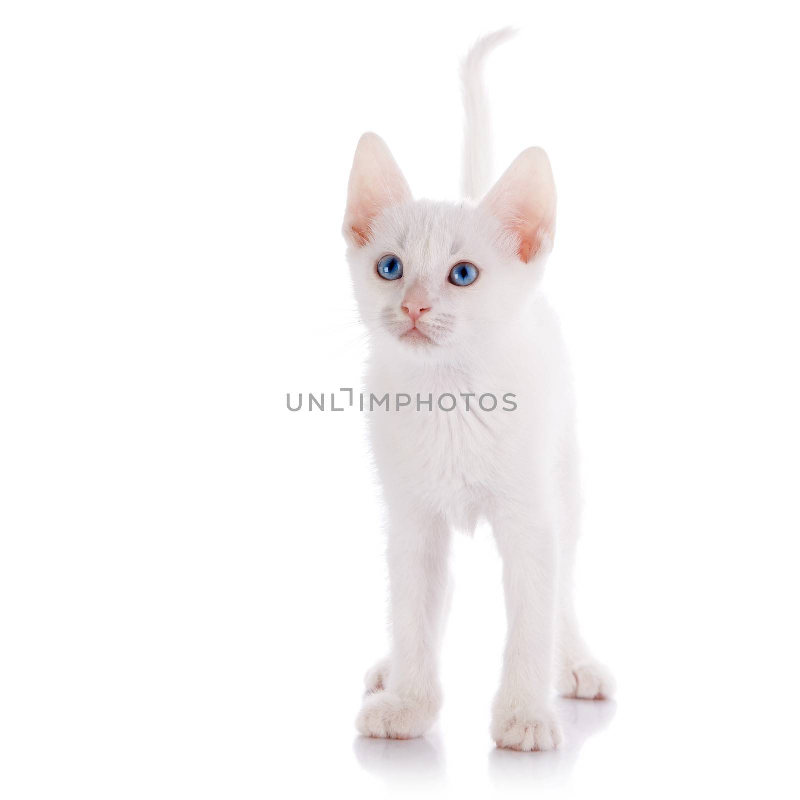 The white kitten with blue eyes costs by Azaliya