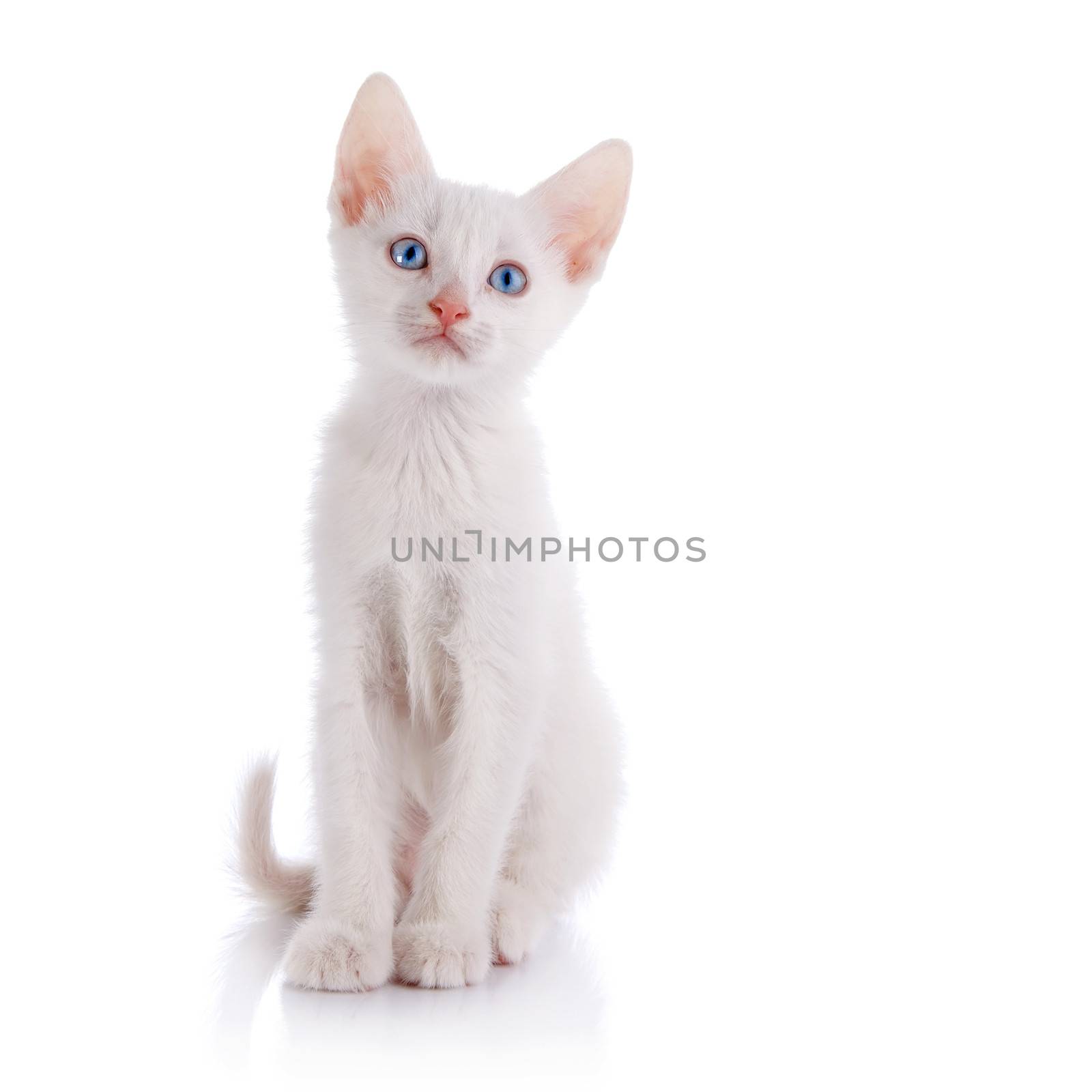 White kitten with blue eyes. Kitten on a white background. Small predator. Small cat.