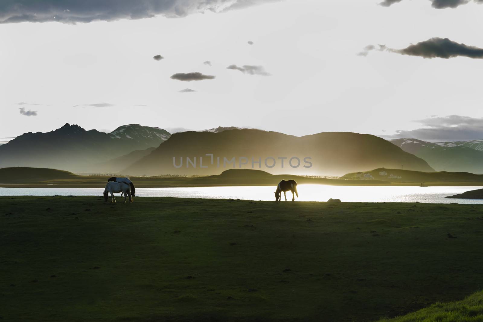 Icelandic Horses against summer night landscape