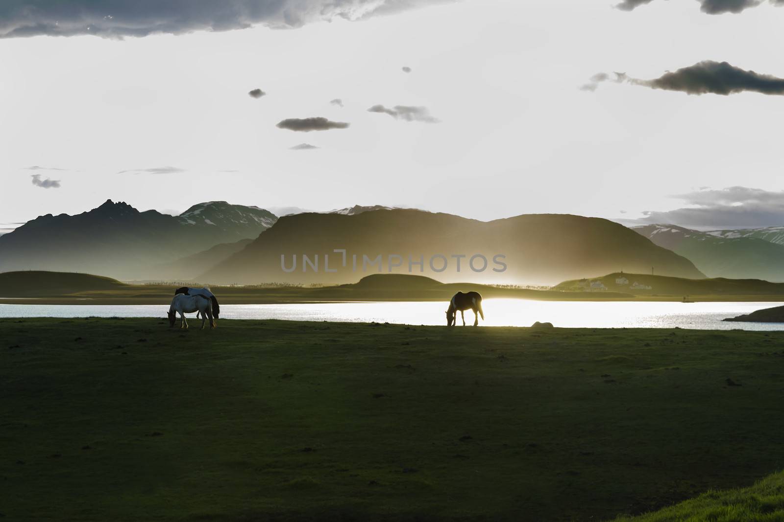 Icelandic Horses against summer night landscape by Tetyana