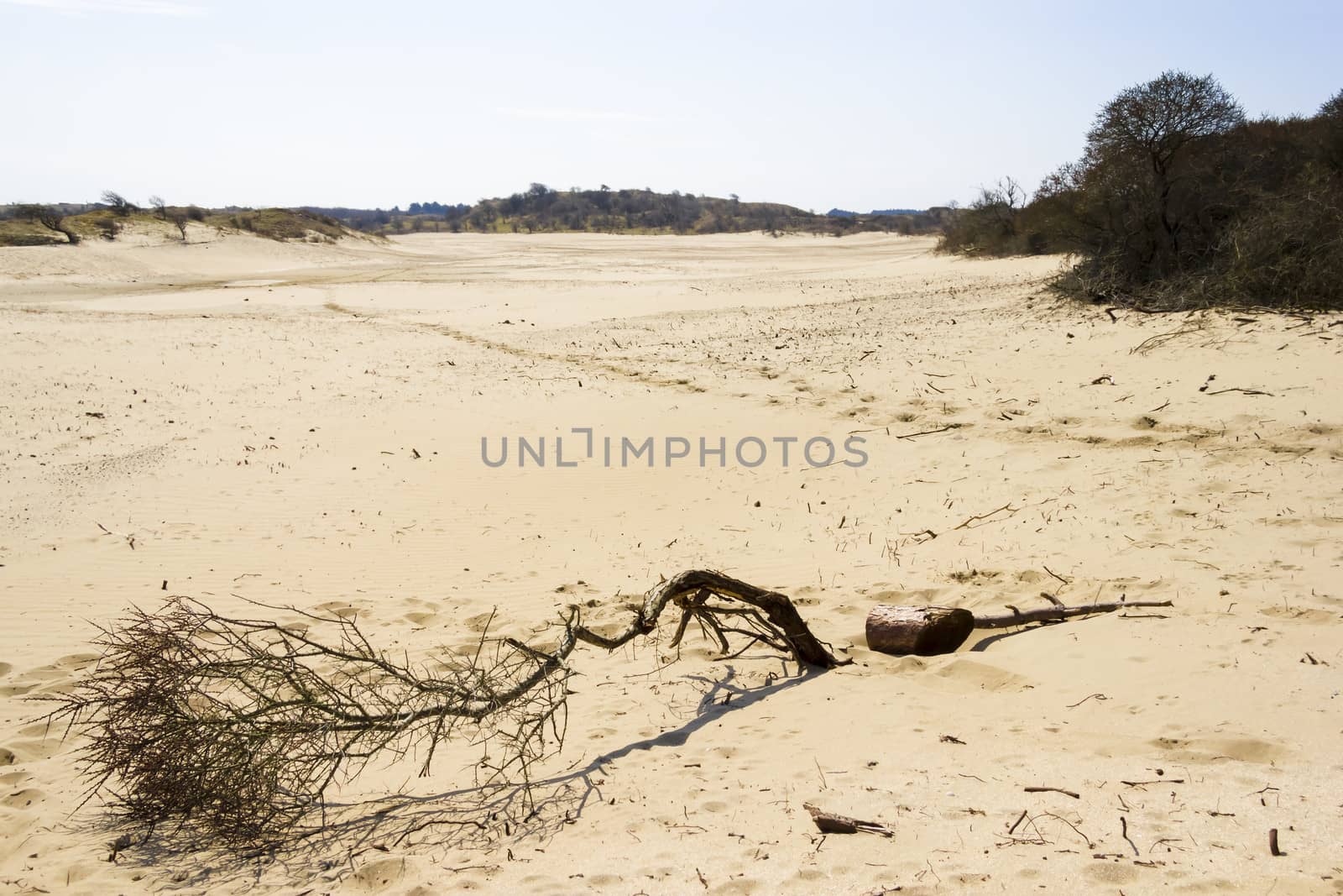 Sand landscape, National Park Zuid Kennemerland, The Netherlands by Tetyana