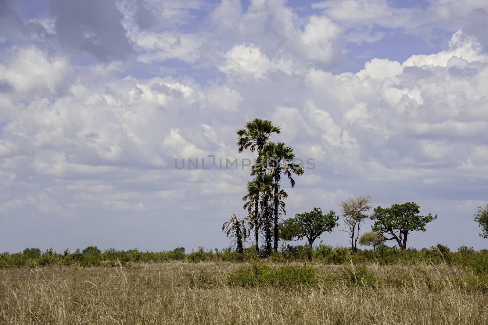 The Mikumi National Park under the sunshine in Tanzania.