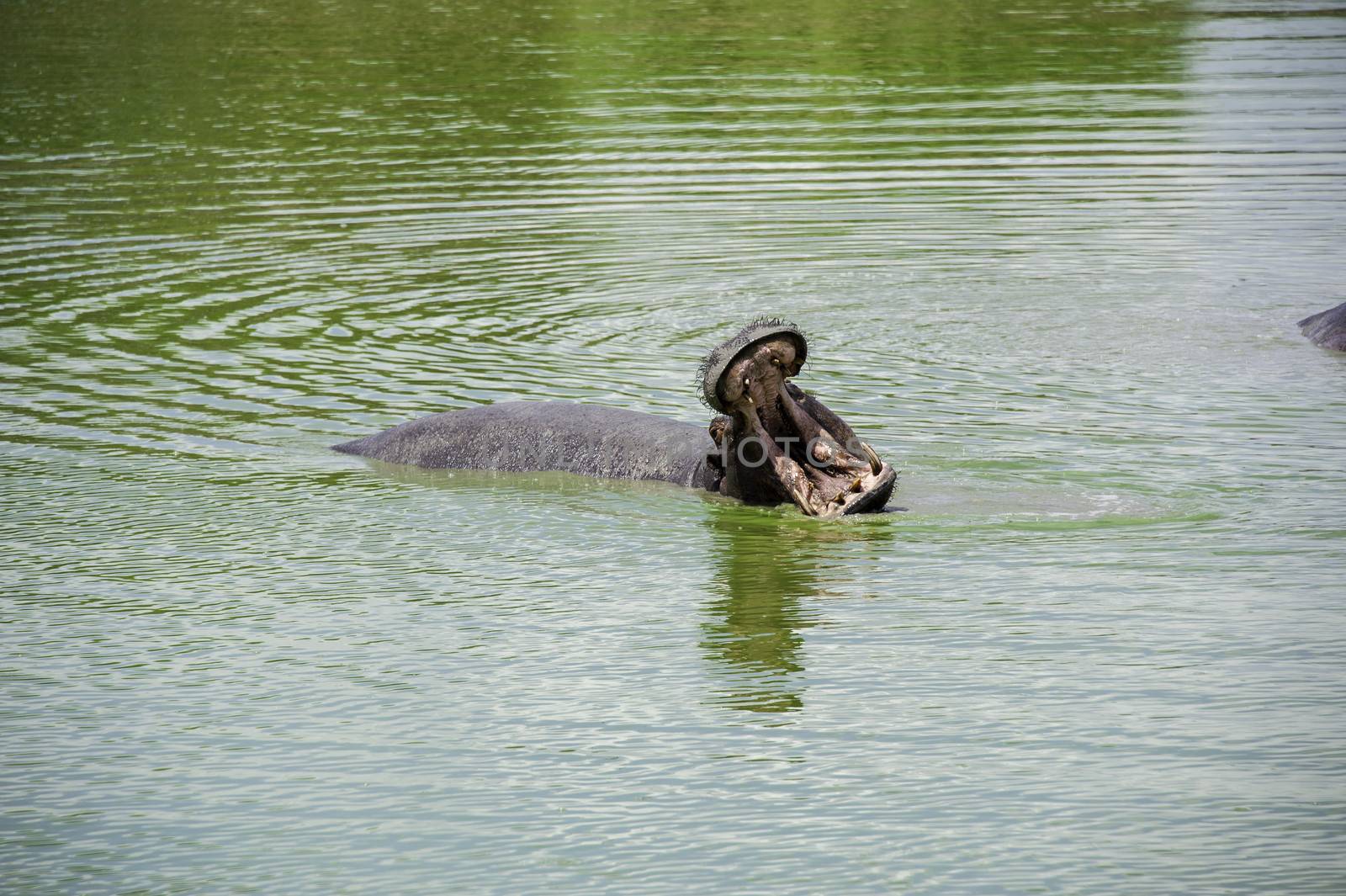 A hippo in Mikumi National Park of Tanzania.