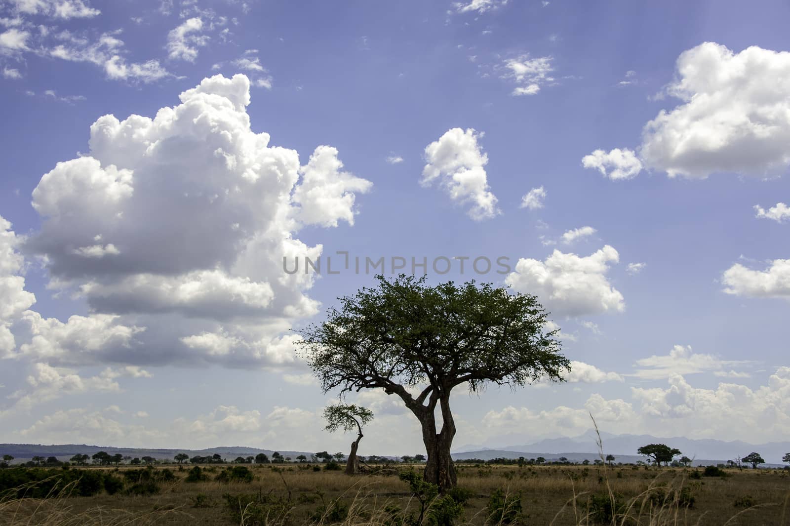 The Mikumi National Park under the sunshine in Tanzania.