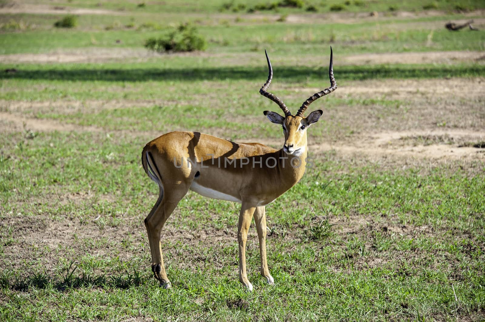 A antelope in Mikumi National Park of Tanzania.