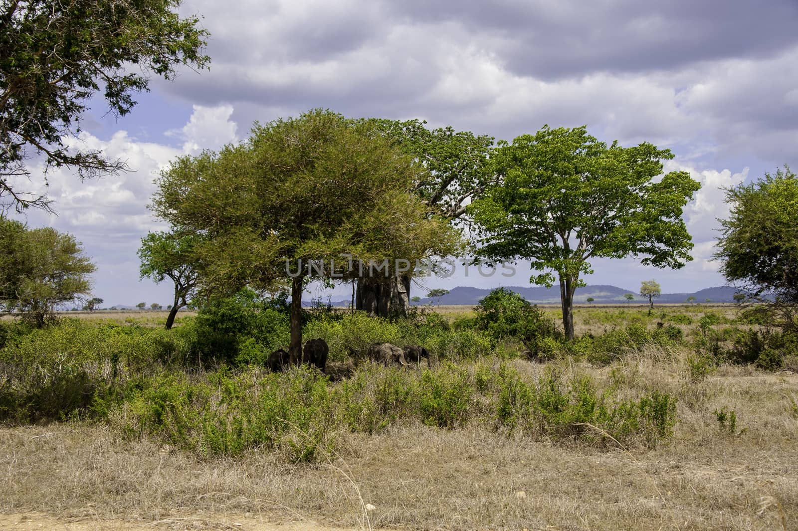 The Mikumi National Park under the sunshine in Tanzania.