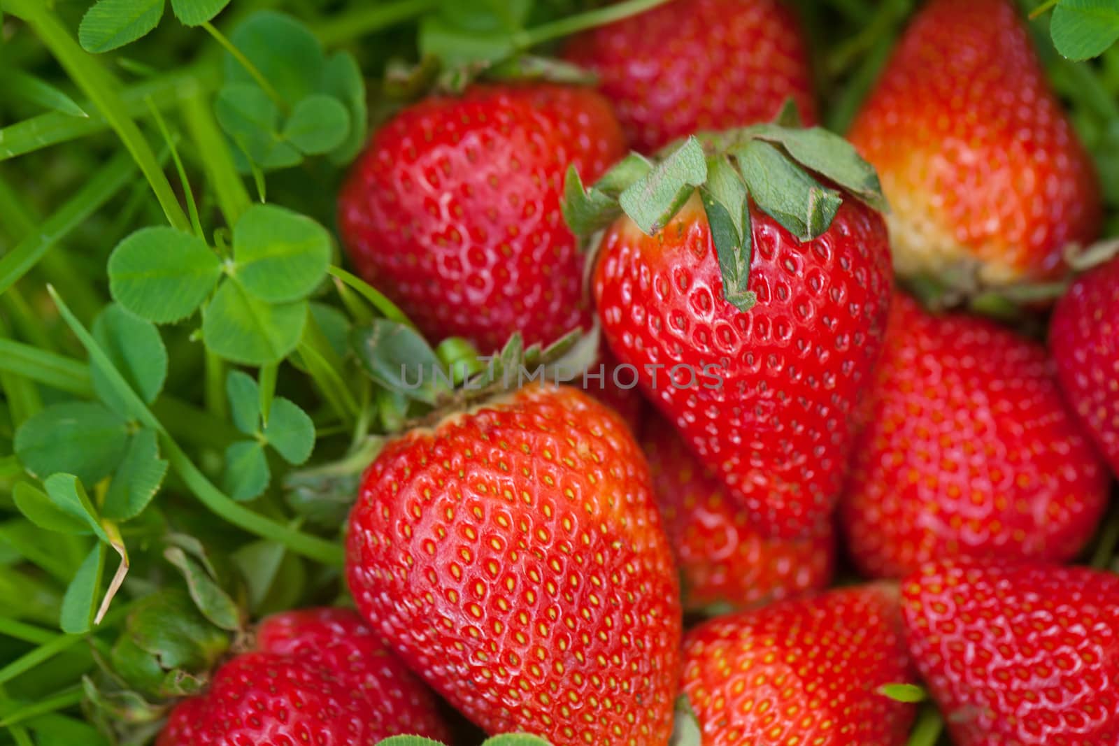 strawberries lying on green grass by jannyjus