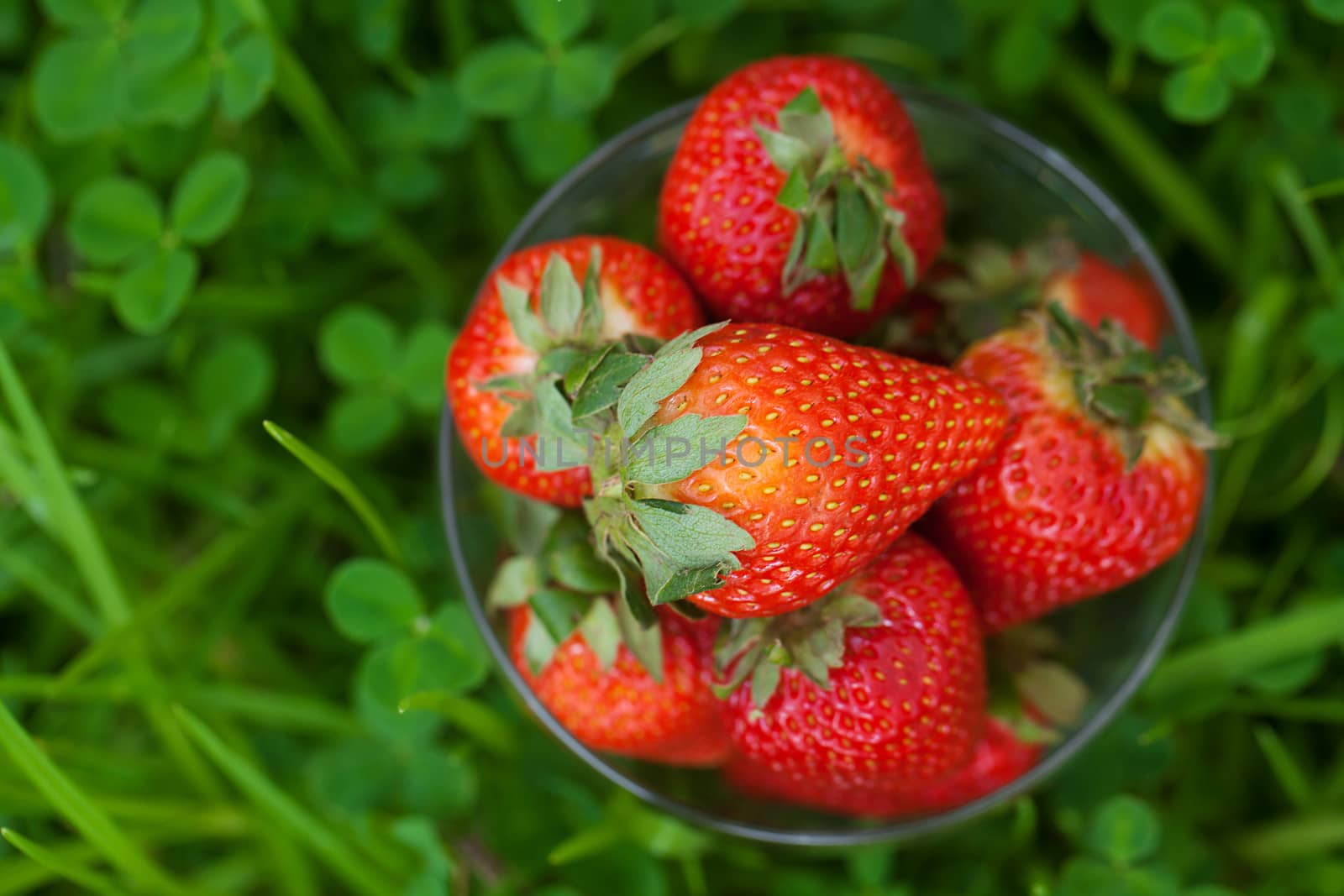 strawberries lying on green grass by jannyjus