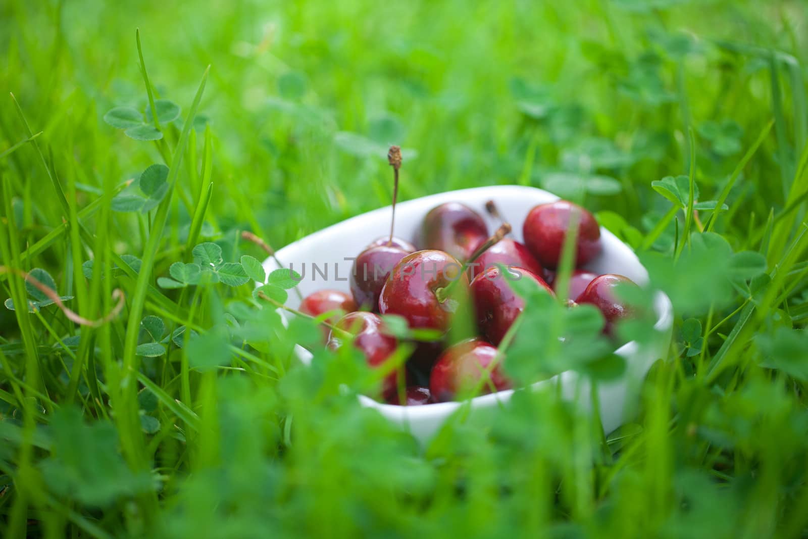 Cherries in a ceramic bowl on green grass by jannyjus